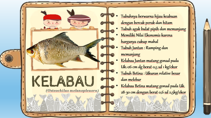 Gambar MENGENAL IKAN KELABAU (Osteochilus melanopleora)