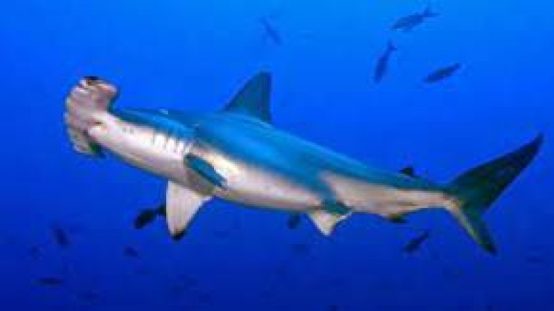 Gambar PENGAWASAN TERHADAP IKAN YANG DILINDUNGI