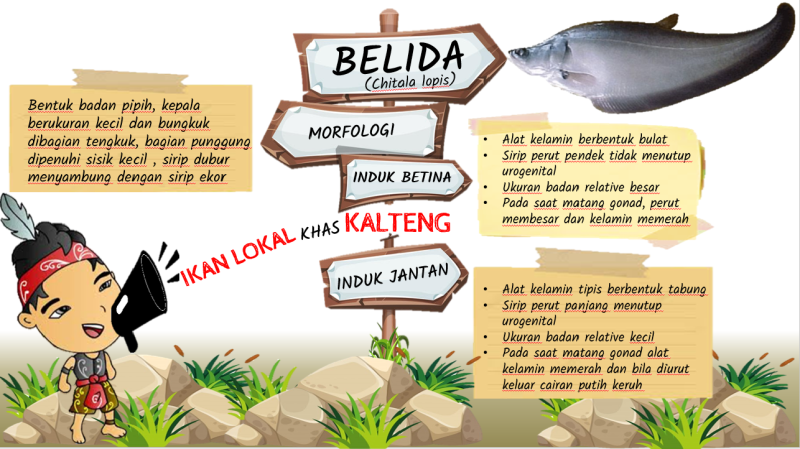 Gambar MENGENAL IKAN BELIDA (Chitala lopis)