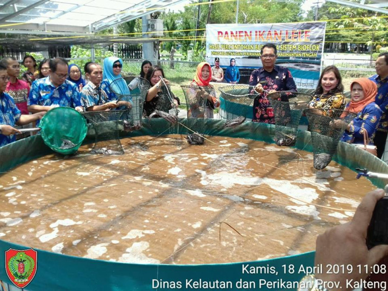 Gambar Panen Perdana Ikan Lele Budidaya Sistem Bioflok