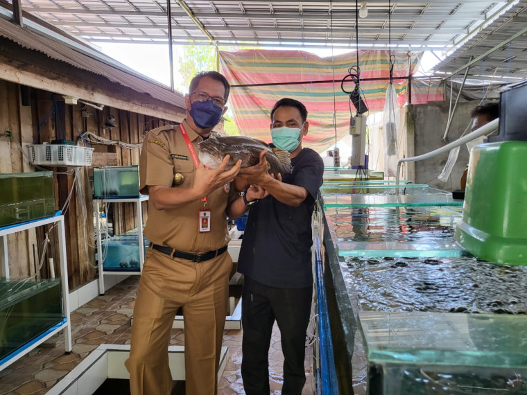 Gambar Gerak Cepat Kalteng, "Ikan Tapah Akan Diekspor ke Malaysia"