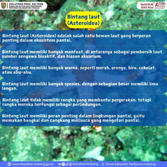 Gambar Apa Sih Bintang Laut itu?