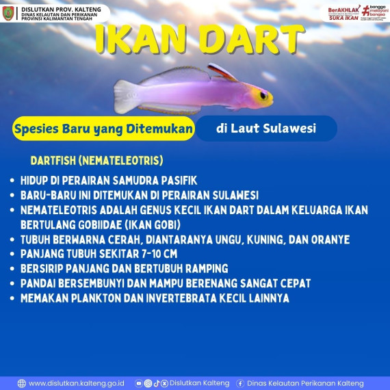Gambar spesies baru yang ditemukan di laut sulawesi yaitu Ikan Dart.