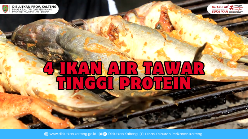 Gambar 4 Ikan Air Tawar Tinggi Protein