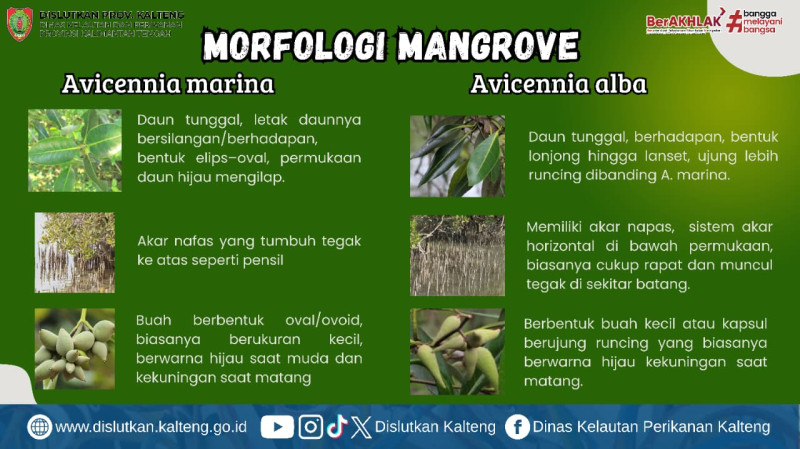 Gambar Morfologi Mangrove Avicennia Marina dan Avicennia Alba