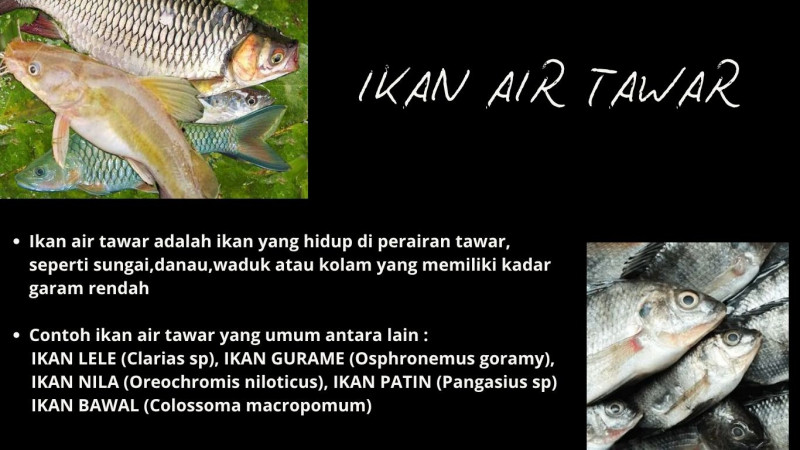 Gambar Ikan air tawar