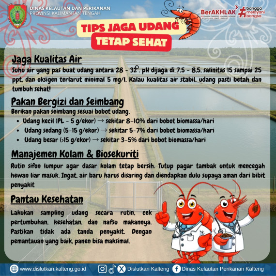 Gambar Mau panen udang melimpah? Perawatan Harian Kuncinya!