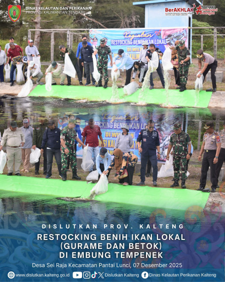 Gambar Restocking Benih Ikan Lokal (Betok dan Gurame)