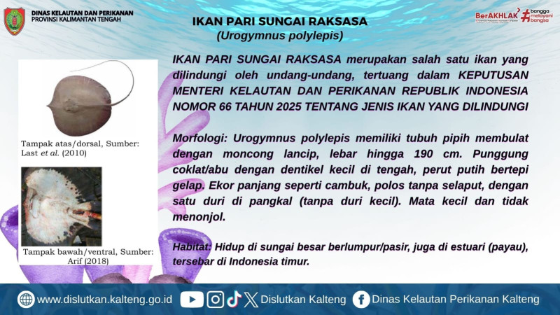 Gambar Yuk kenalan sama ikan ikan yang dilindungi!