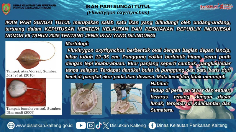 Gambar PARI SUNGAI TUTUL