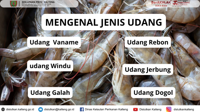 Gambar Mengenal Jenis Udang